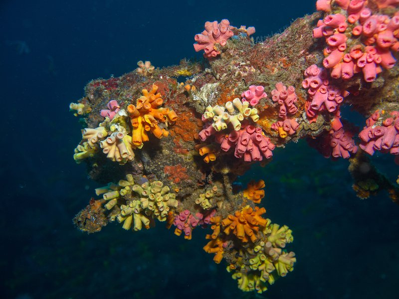 Wreck, Polyp, Sophie Rickmers